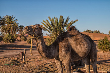 Dromedary in Merzouga, Morocco
