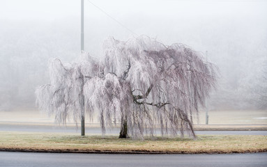 Icy tree in the centre of a roundabout.