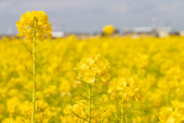 Obraz premium yellow field of rape