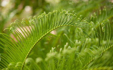 Macro shot of young green ferns.