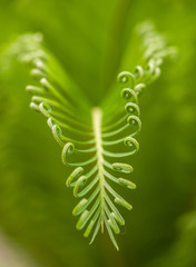 Macro shot of young green ferns.