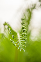 Macro shot of young green ferns.