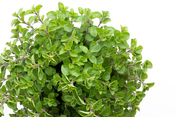 Obraz na płótnie Canvas Fresh green spices isolated on white background, top view.