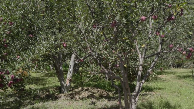 Beautiful Red apples in Apple Orchard in Himalayas. Himalayas Apple. Uttarakhand Apple. Upper Himalayas Apple.India Apples.Apples Blooming trees.