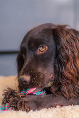 Cocker Spaniel Puppy
