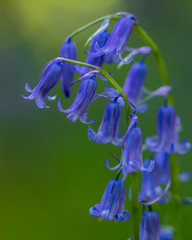 Bluebell Macro in Forest