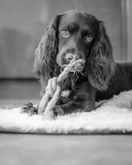 Cocker Spaniel Puppy
