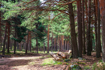 Landscape of a pine forest with a path crossing