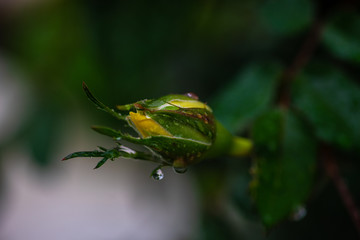 Blooming yellow rose