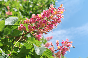 Pink horse chestnut flowers against the blue sky