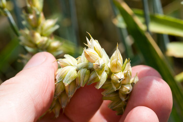 Checking wheat corn