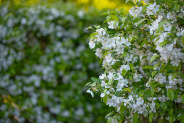 Jasmine blossoms in the Park with white flowers