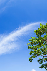 Bright ripples clouds in the blue sky.