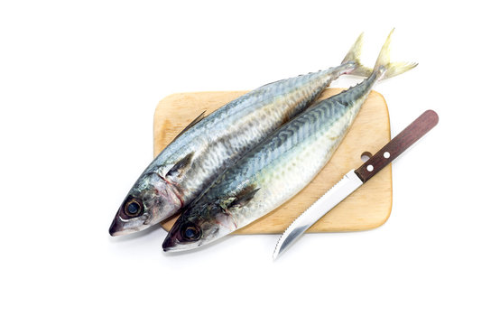 Atlantic chub mackerel (Scomber colias) close-up