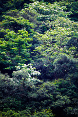 Fototapeta premium Tung flower in the forest