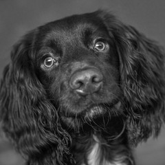 Cocker Spaniel Puppy