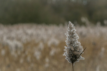 Cotton Field
