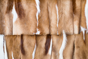 Springbok animal fur skin background