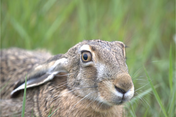 Feldhase im Gras