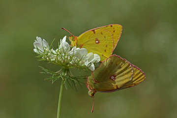 yellow perspiration butterfly ; Colias crocea