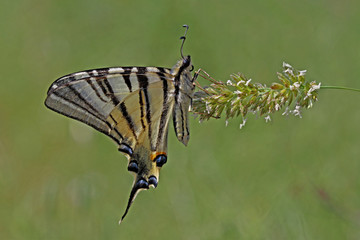 Plum swallow tail butterfly ; Iphiclides podalirius