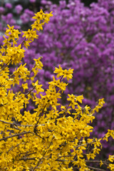 Active flowering of lilac rhododendron and yellow forsytsia in early spring