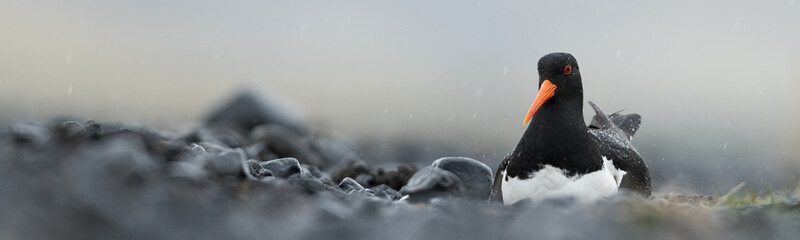 Breading oystercatcher in the Icelandic rain. - obrazy, fototapety, plakaty