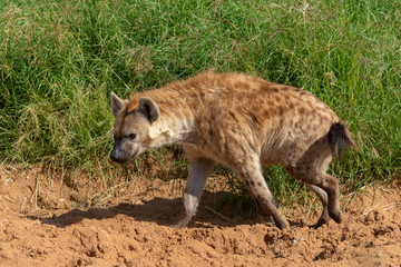 Obraz premium A spotted Hyena (Crocuta crocuta) walking along the sand in a grassland showing a profile view in the green grass in the sunshine.