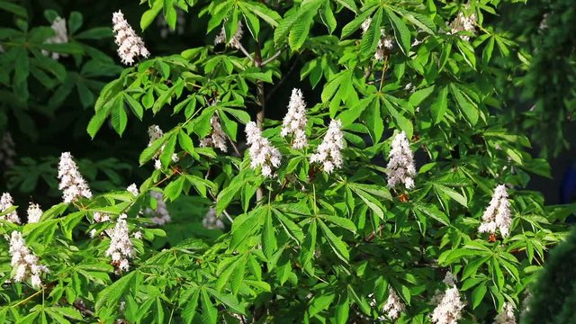 urginea maritima flover