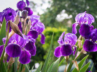 Cultivated flowerd of bearded iris are growing in garden. Kyiv, Ukraine.