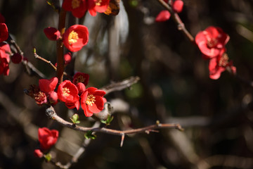 Fototapeta na wymiar Red flowers of Japanese quince bloom in winter.