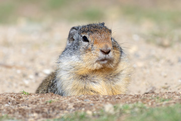 A Columbian Ground Squirrel (Urocitellus columbianus) looks for food near his home in the grass. 