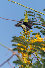 A female Purple Sunbird sucks nectar from a beautiful yellow flower in Muscat, Oman (Cinnyris asiaticus). 
