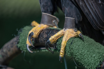 A macro view of the impressive talons of a Verreaux's Eagle.