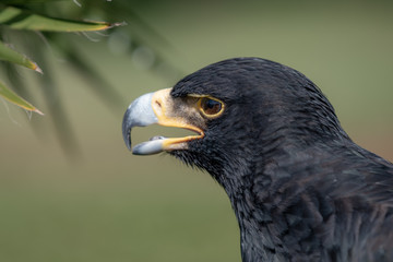 A portrait of a Verreaux's or Black Eagle.