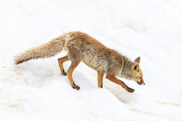 volpe nel parco nazionale del Gran Paradiso