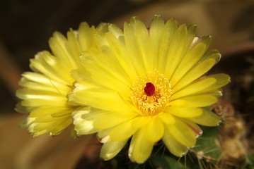 Cactus plant with yellow flowers