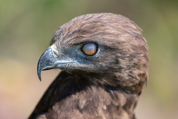 A Brown Snake Eagle showing the nictitating membrane that protects the eye.