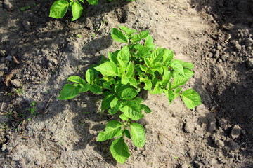  Field with sprouted potatoes. Farm in the village. Season to plant potatoes. Green vegetable bushes.