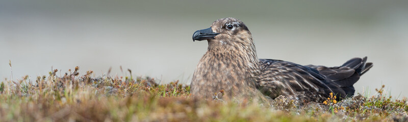 Great Skua nesting on land at Iceland