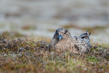 Great Skua nesting on land at Iceland