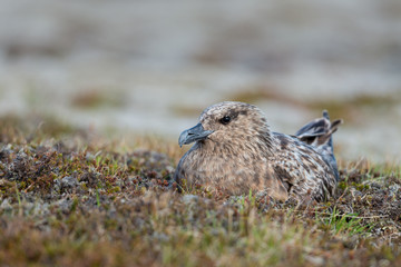 Great Skua nesting on land at Iceland