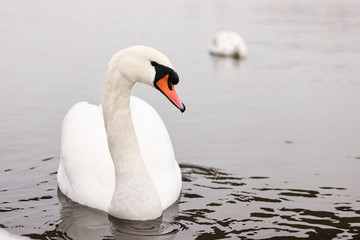 Naklejka premium white swan in the lake