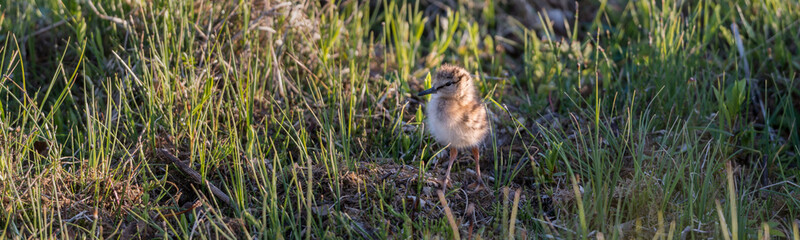 Juvenile of the common redshank or simply redshank (Tringa totanus)