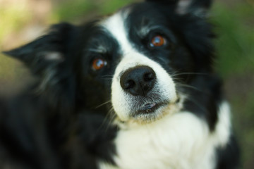 portrait of a dog- border collie
