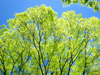 新緑のケヤキの木