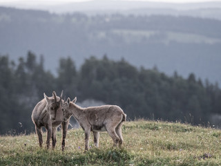 Steinbock Herde mit Sonnenuntergang am Creux du Van