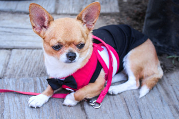 Adorable brown chihuahua small dog wearing a black bow and colorful pink shirt , sitting on the floor background