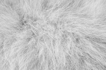 Fluffy pomeranian dog fur patterns texture for background