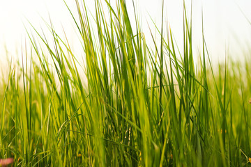 growing grass at meadow